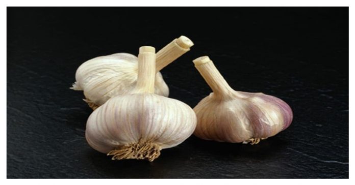 garlic