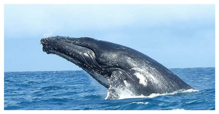 Blue-Whale