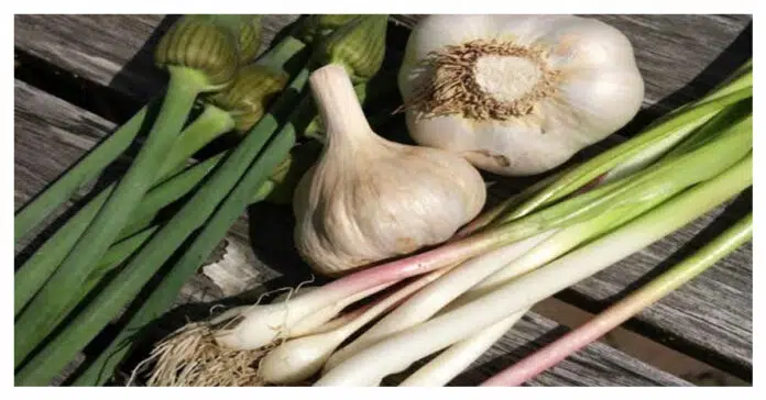 Garlic leaves