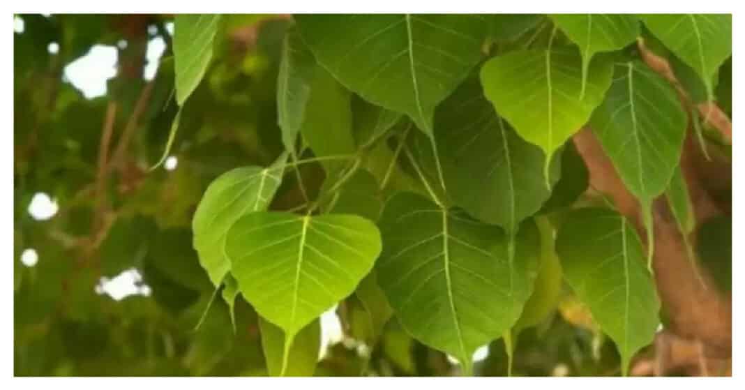 remedies of peepal leaves