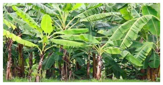 banana tree