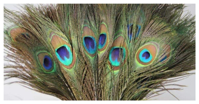peacock feathers in Sawan