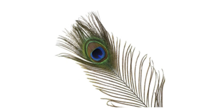 peacock feathers