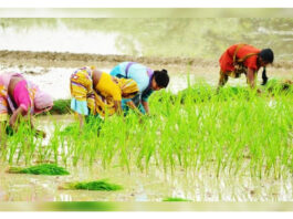 yield of paddy crop