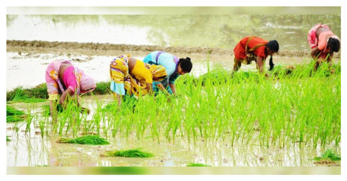 yield of paddy crop