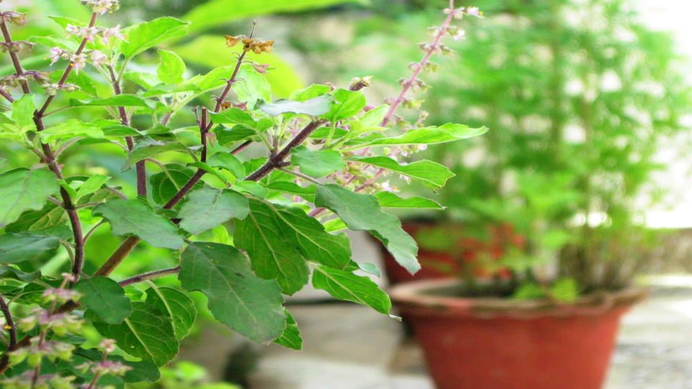 tulsi