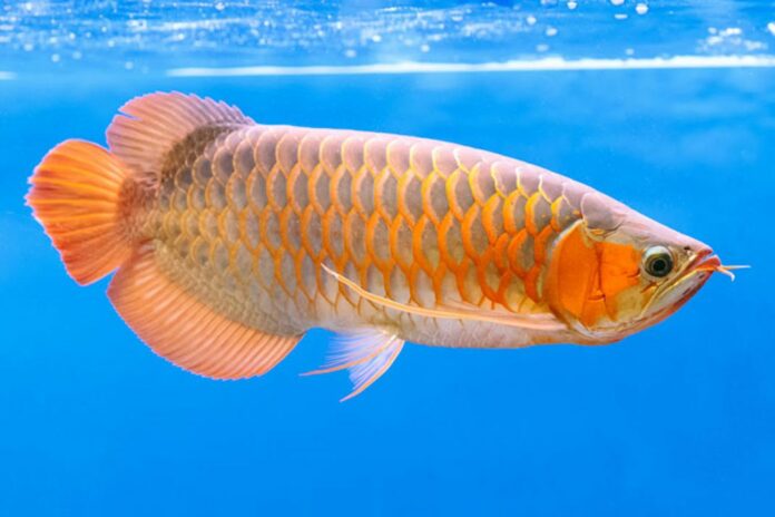 Arowana-fish