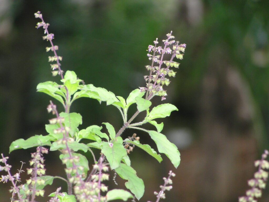 tulsi