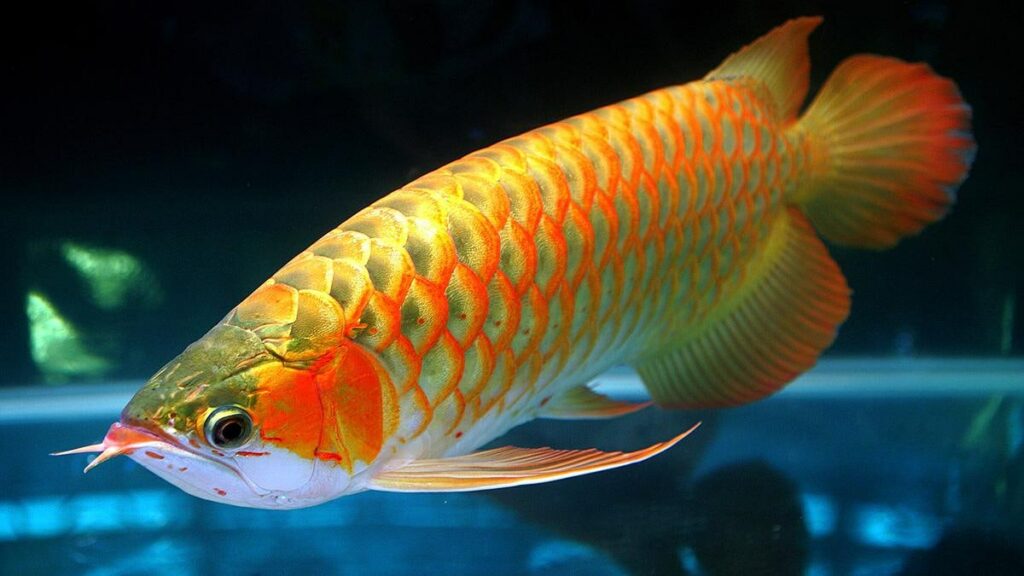 Arowana Fish