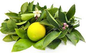 lemon with leaves