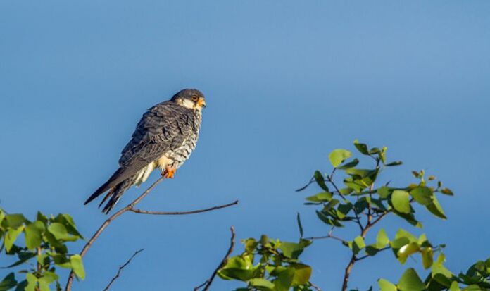 Amur-falcon