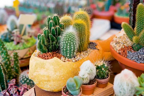 Cactus plants