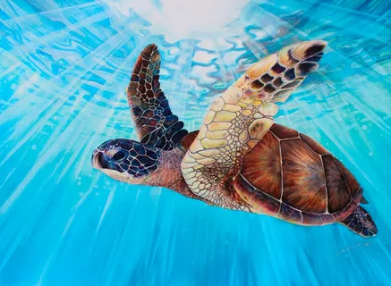 swimming turtle painting