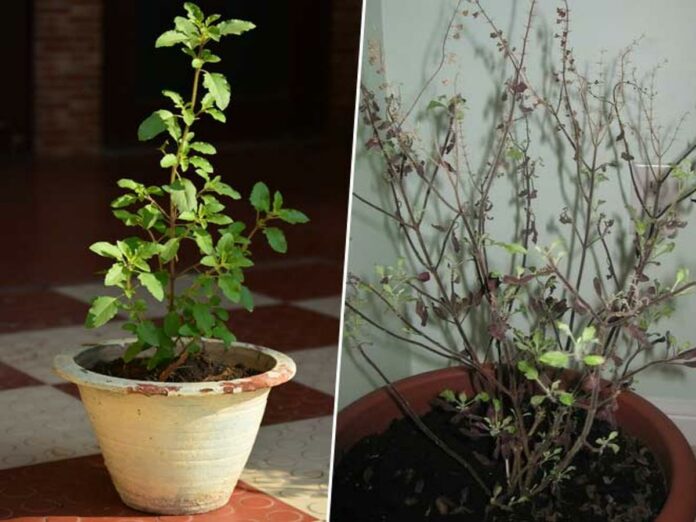 तुलसी का सूखना