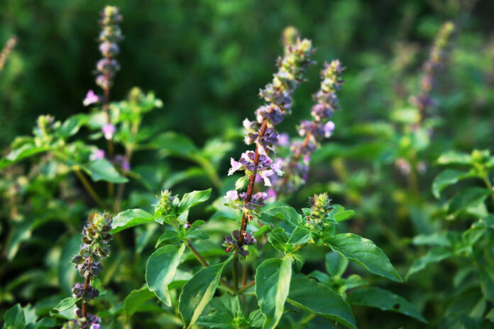 tulsi