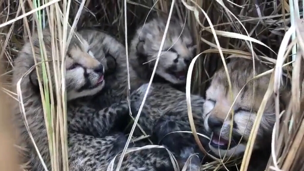 चीता के शावकों को जन्म