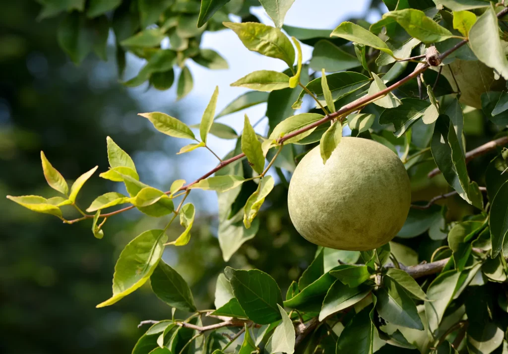 Bel tree fruit