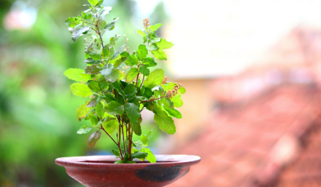 Tulsi Plant Flower