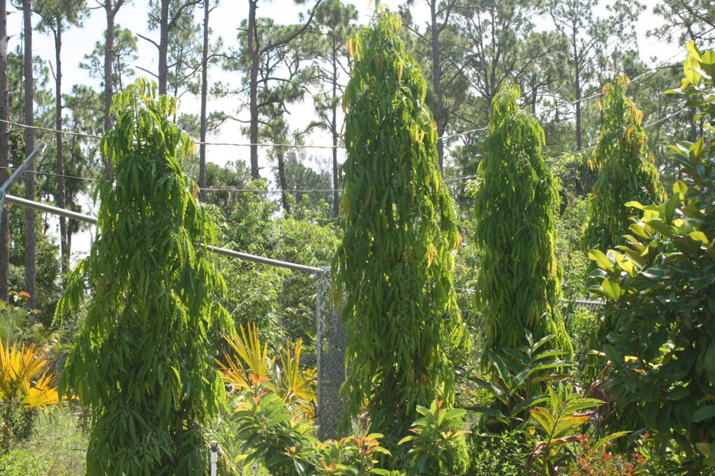 घर के लिए 10 शुभ वृक्ष Ashoka Tree