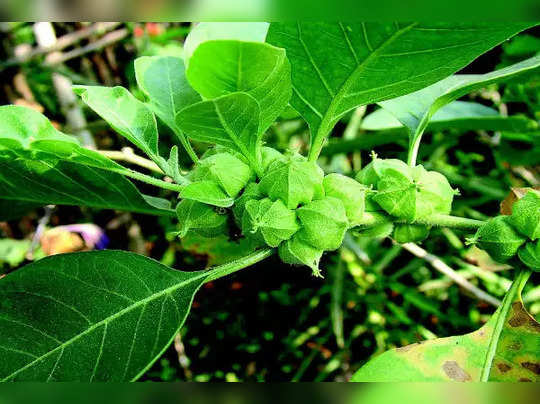 Ashwagandha Plant