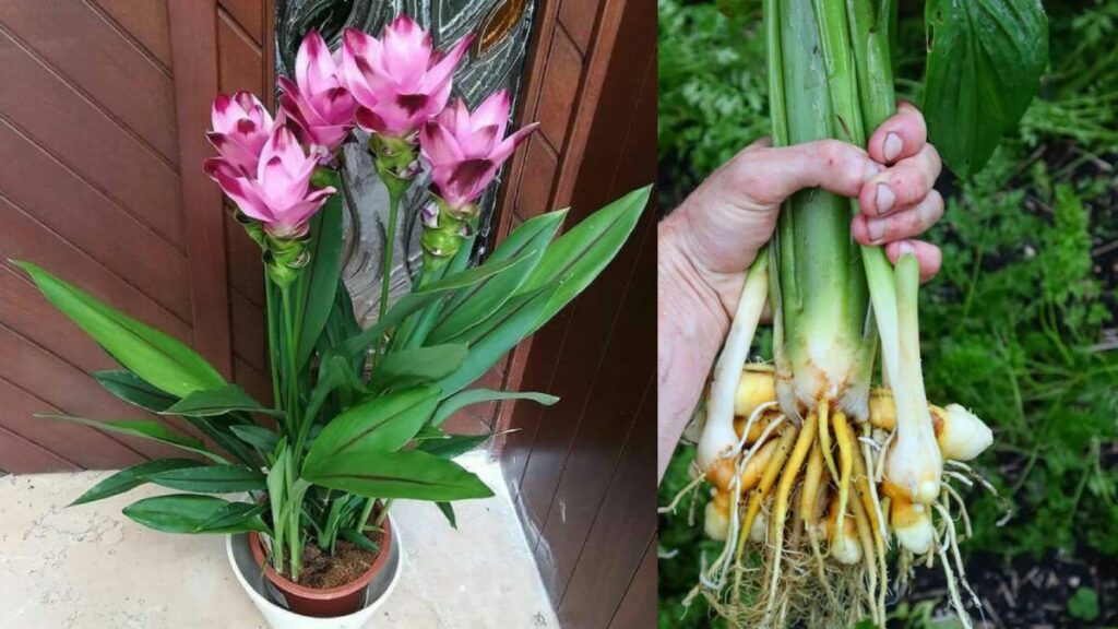 Turmeric Plant Flower