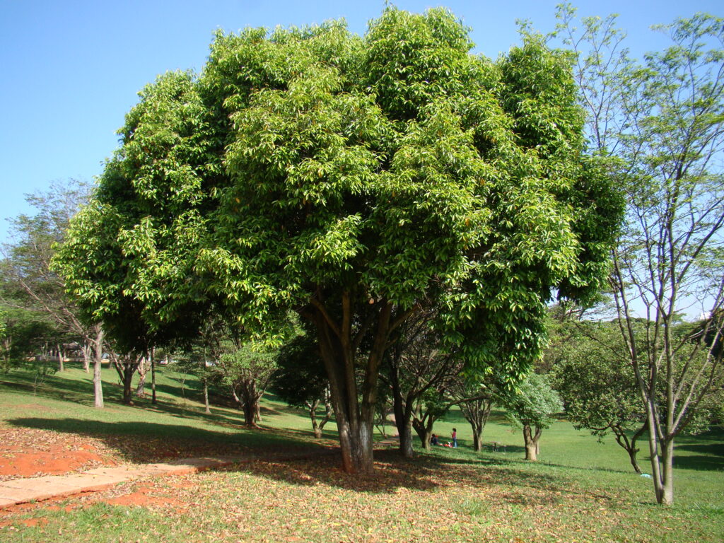 Jamun Tree