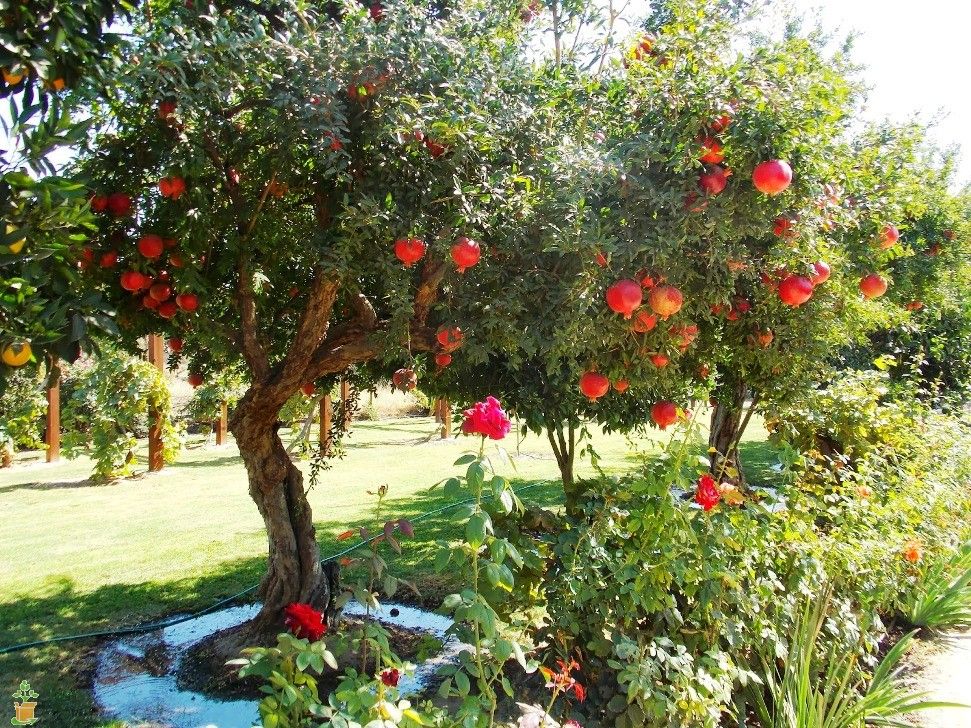 Pomegranate Tree